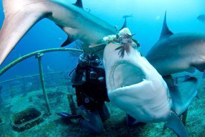 Carcharhinus perezi feeding