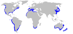 Distribution map for Carcharodon carcharias (Author Chris Huh).