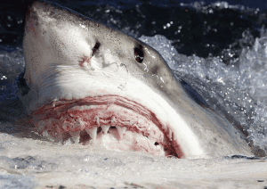 A 4.5 m white shark (Carcharodon carcharias) removes a 20 kg chunk of flesh, sinew and blubber by performing lateral headshakes without employing protective ocular rotation (Author: Fallows C, Gallagher AJ, Hammerschlag N (2013)).