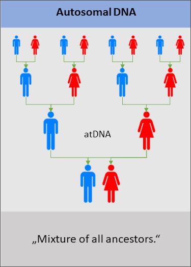 Autosomal DNA