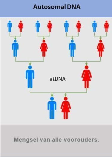 Autosomale DNA